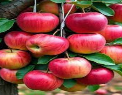 انتاج التفاح (1) انتاج التفاح (1)