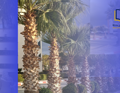 الرزنامةللأنشطة البيداغوجية الرزنامةللأنشطة البيداغوجية