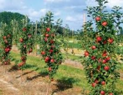 pomme pomme